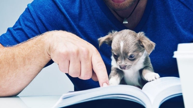 וטרינר ברחובות