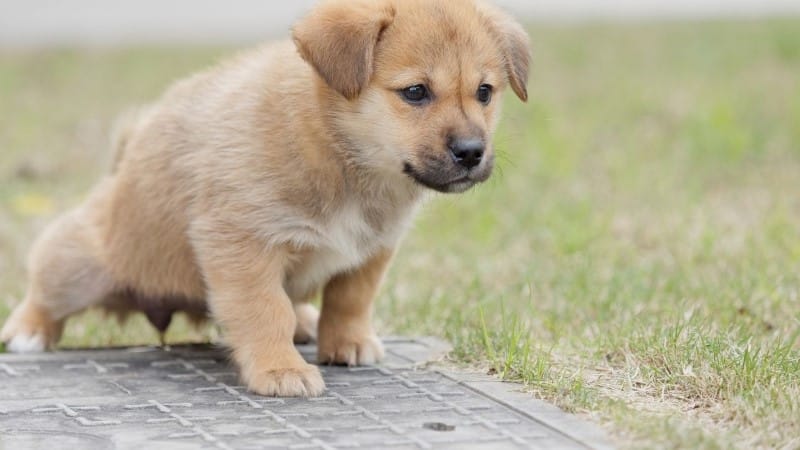 וטרינר נס ציונה